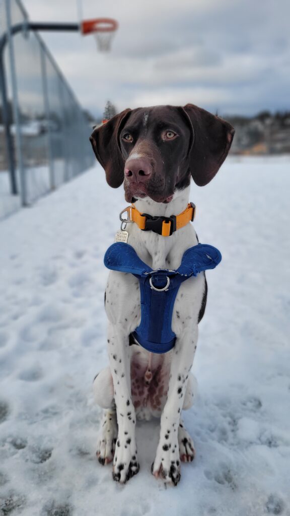 Winter Dog Walks